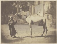 KF 1966 009
<br/>
Dromadaire du Sennâr à mr. Popolani au Kaire
<br/>
<em>Jarrot, Édouard (1835 - 1873)</em>